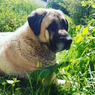 Close-up of a Kangal lying in grass