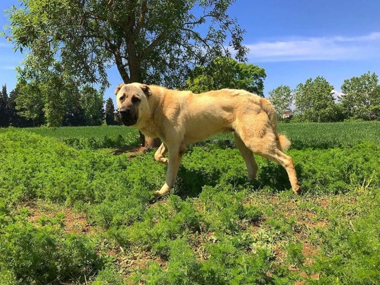Kangal standing on a field of grass and looking to the side