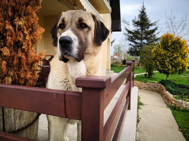 Kangal standing on a porch