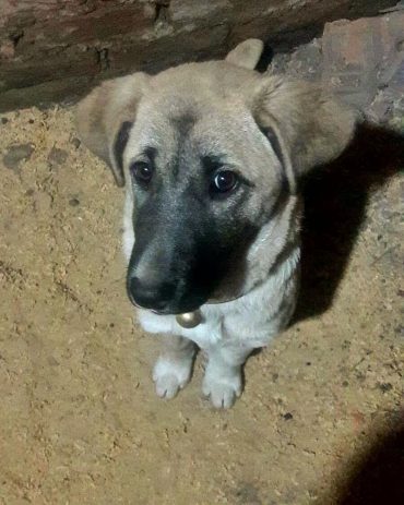Turkish Kangal puppy sitting and looking up
