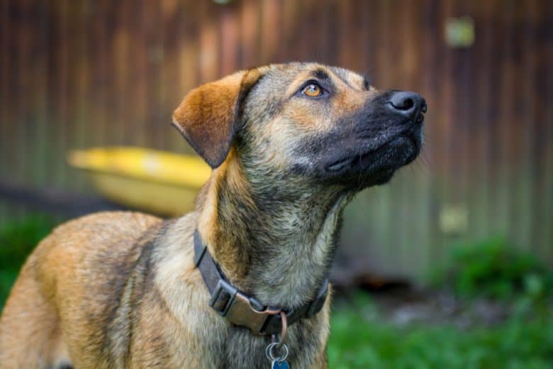 Close-up of an Anatolian Shepherd looking up