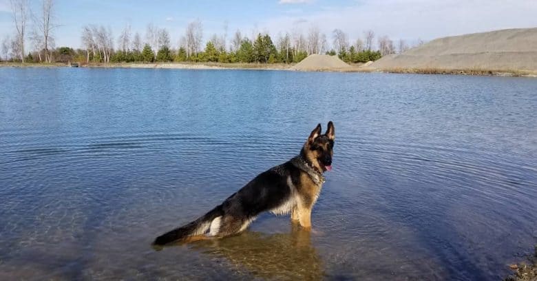 King Shepherd standing in a body of water