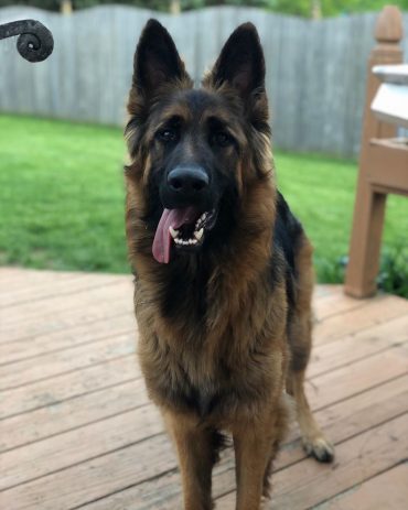 King Shepherd standing on a deck with its tongue out