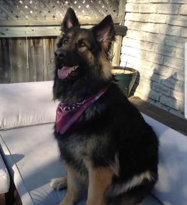 King Shepherd sitting on a white sofa