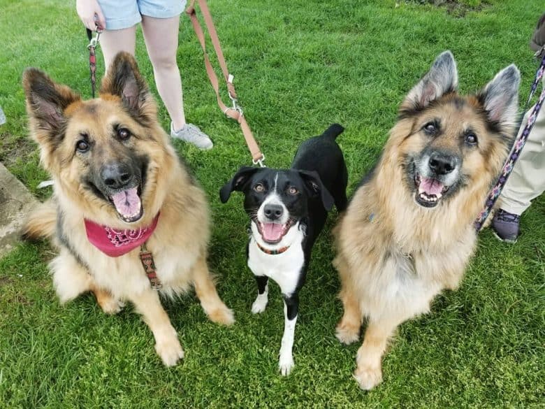 Giant German Shepherds flanking a Border Point mix