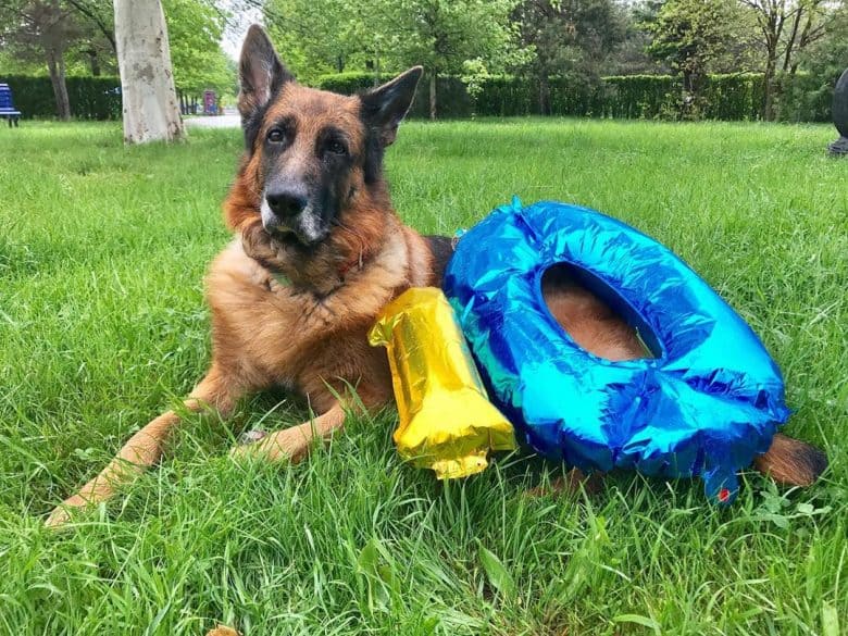 King Shepherd lying on the grass behind balloon numbers
