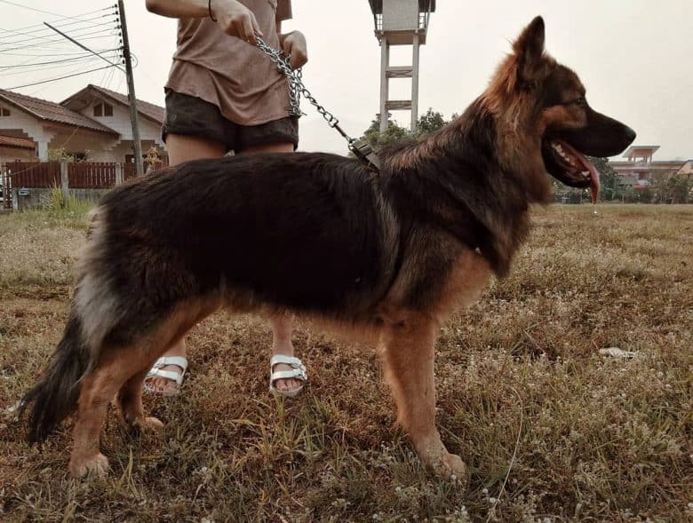 King Size Shepherd wearing a harness standing in grass