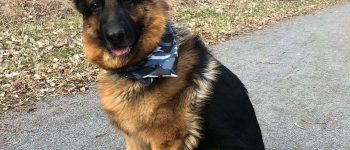 King Shepherd with a blue scarf standing on the road