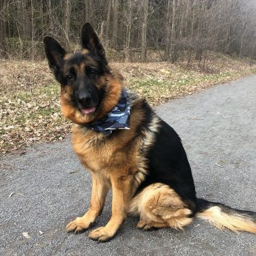 King Shepherd with a blue scarf standing on the road
