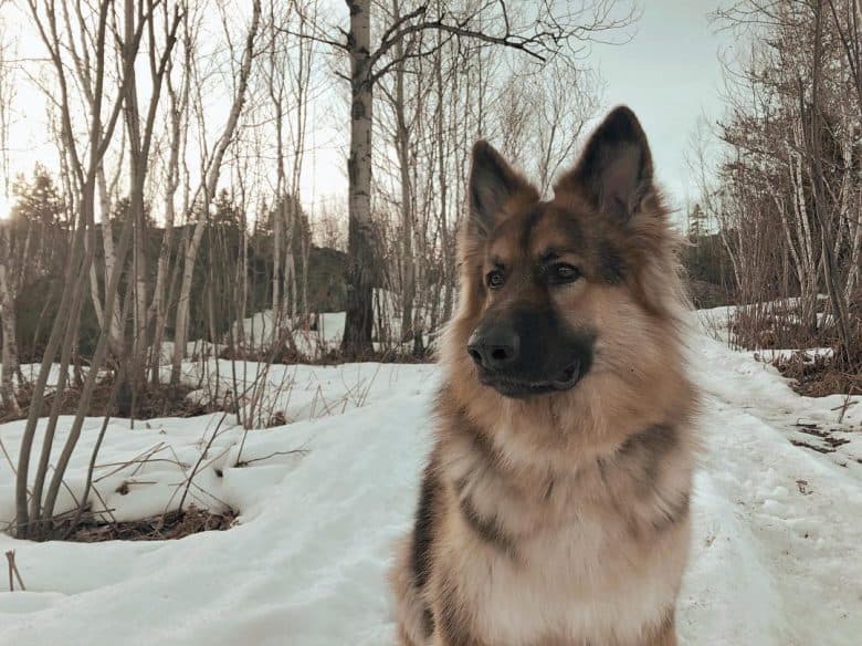 King Shepherd standing in the snow looking to the side
