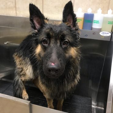 King Shepherd taking a bath in the sink