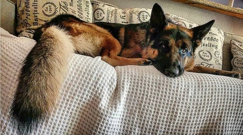 Giant Shepherd lying on a sofa