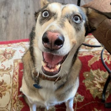 Alaskan Husky with a happy expression