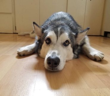 Malamute with its head on the floor