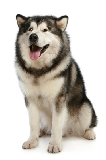 Alaskan Malamute sitting with a happy expression