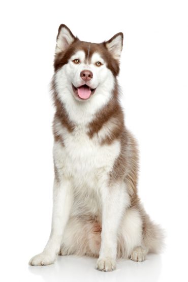 Siberian Husky sitting down with its mouth open