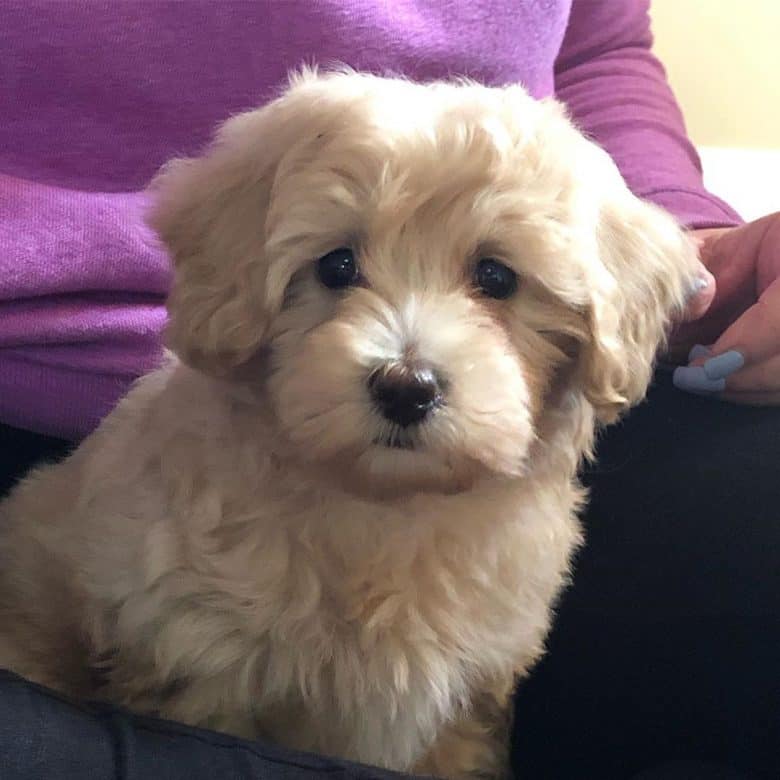 Maltipoo with pale yellow fur sitting in its owner's lap