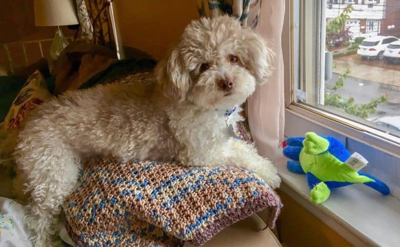 Maltipoo standing up on the couch behind a window