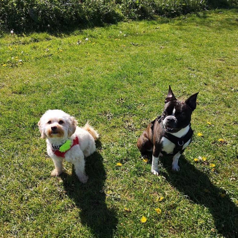 Maltipoo wearing a harness and standing with a Boston Terrier