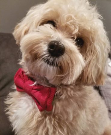 Closeup of a Maltipoo in a bowtie