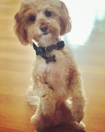 Maltese-Poodle mix standing up on its hind legs