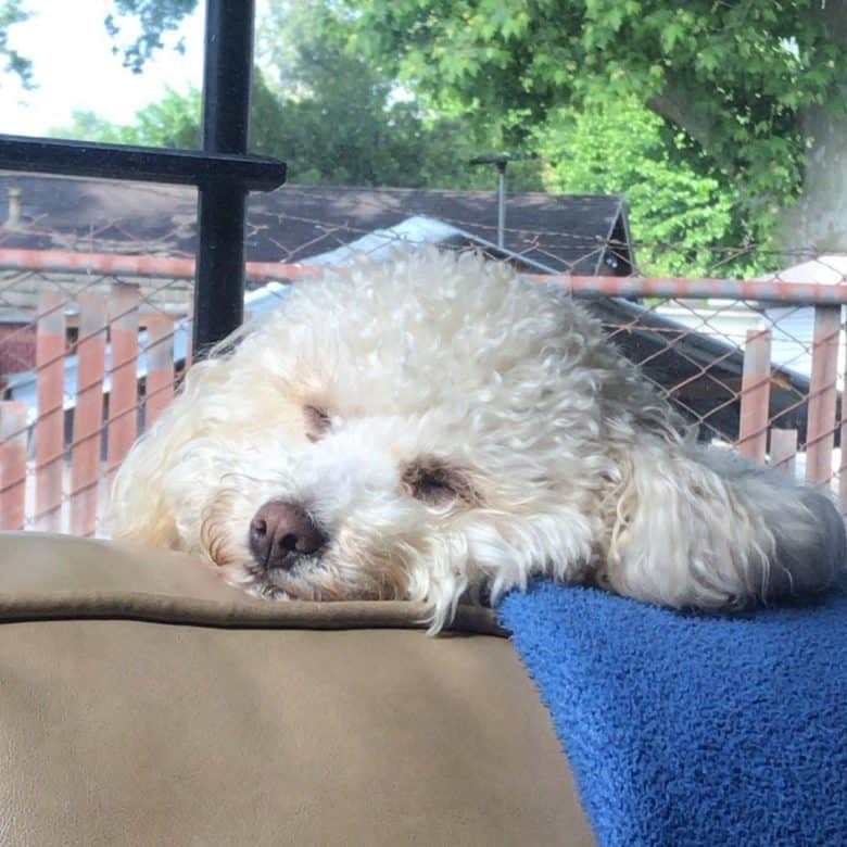 Maltipoo with white fur sleeping on a couch