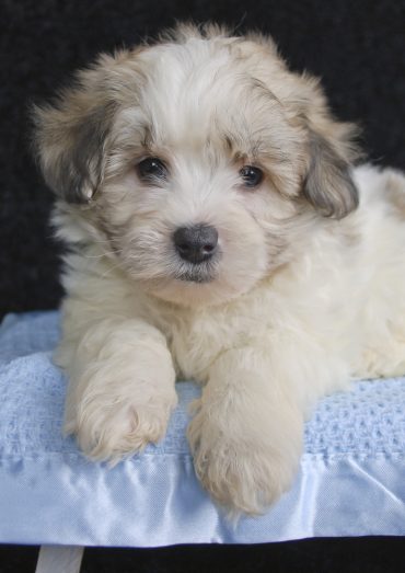 Maltipoo puppy lying on a pillow