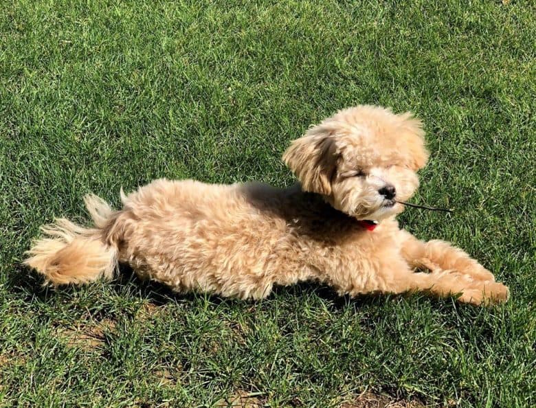 Maltese Poodle Mix lying in the grass with its front paws out