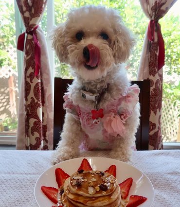 Maltipoo licking its nose with its paws up on the table