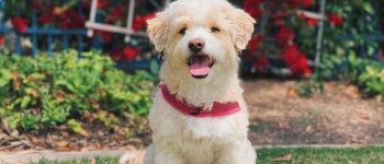 Poodle and Maltese Mix standing outdoors with its tongue out