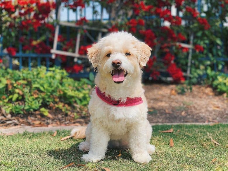 Poodle and Maltese Mix standing outdoors with its tongue out