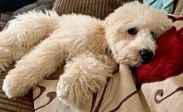 Poochon lying on the couch on its side