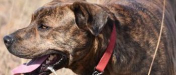 mountain cur in the outdoors
