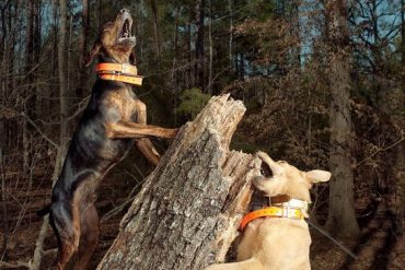 Mountain Curs barking on the hunt