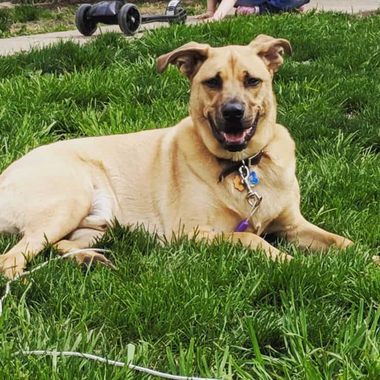 a mountain cur dog