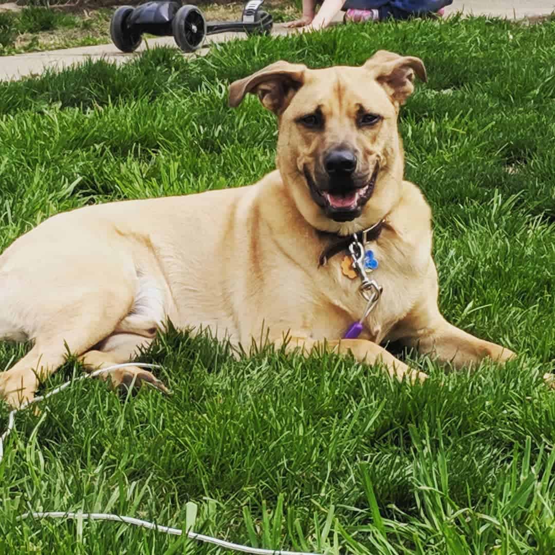 Mountain Cur 101: The Perfect Dog For the Adventurous and Outdoor ...