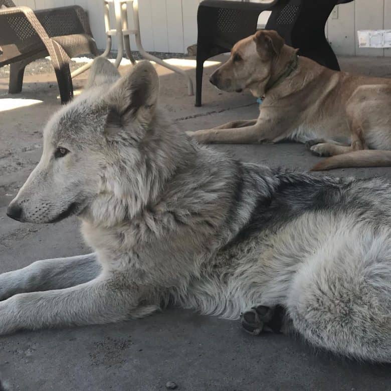 native american indian dog breeders