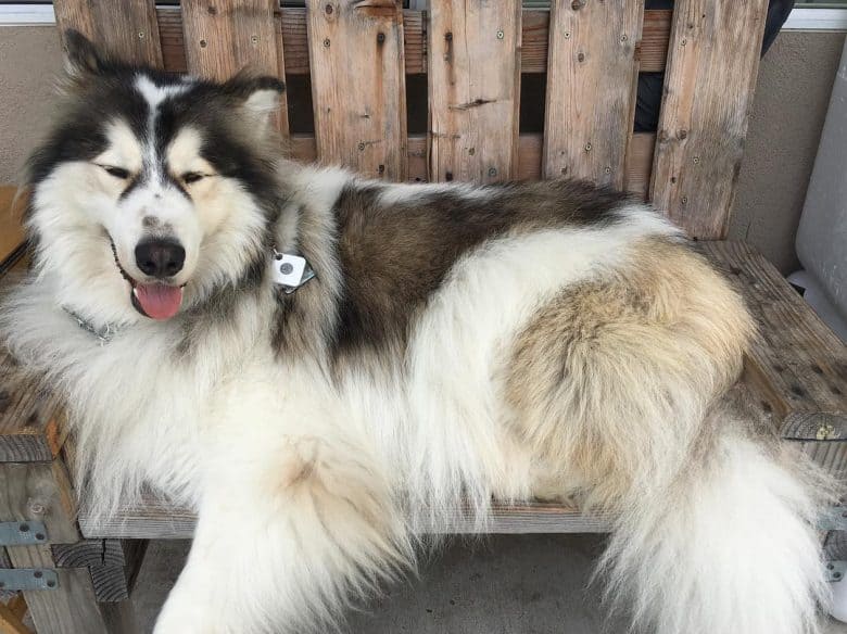 Siberian Indian Dog resting on a wooden chair