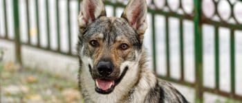 A close-up photo of a Native American Indian Dog
