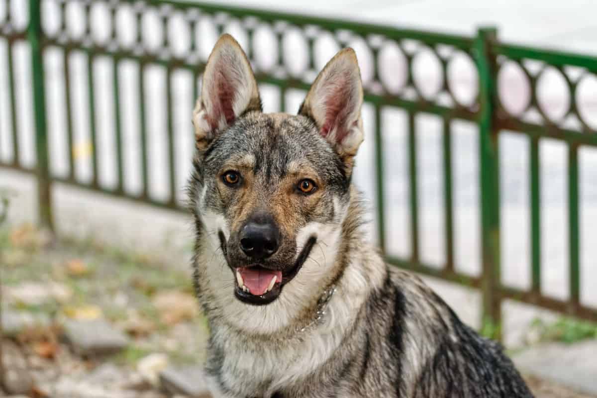 native american indian dog