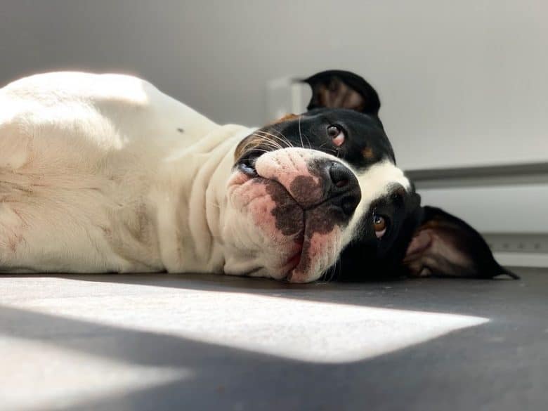 Pitbull Mastiff Mix lying on the floor