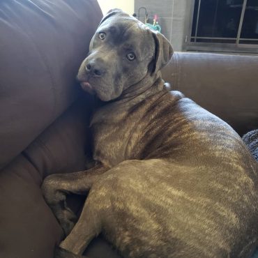 Pitbull Mastiff curled up on the couch
