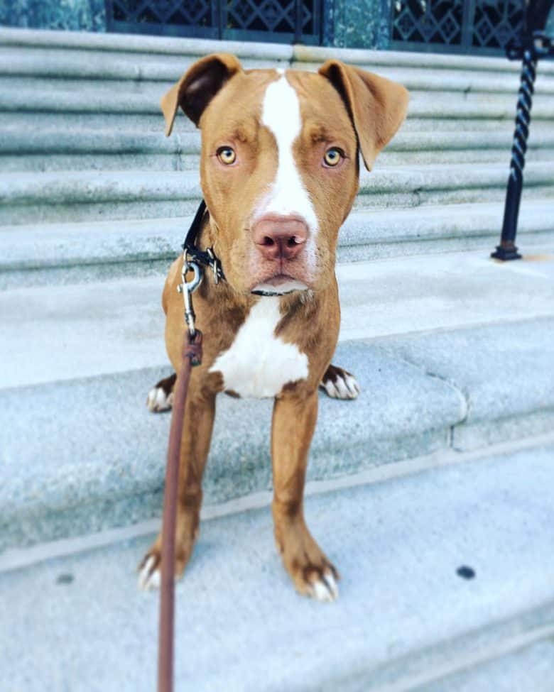 All You Need to Know about the Powerful Pitbull Mastiff Mix K9 Web All You Need to Know about the Powerful Pitbull Mastiff Mix K9 Web