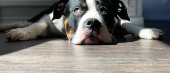 Mastiff Pitbull Mix with its head on the floor