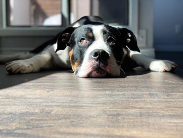 Mastiff Pitbull Mix with its head on the floor
