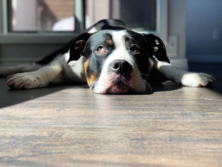 Mastiff Pitbull Mix with its head on the floor