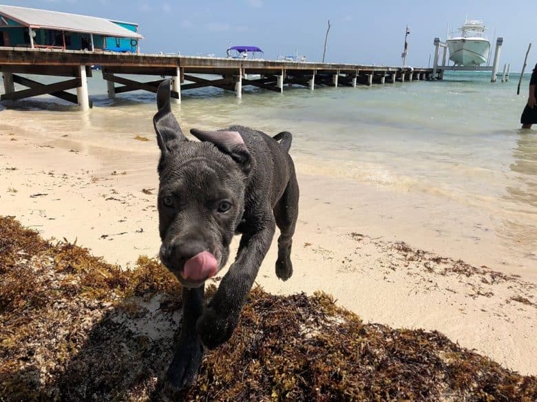 Pitbull Mastiff Mix puppy running at the beach