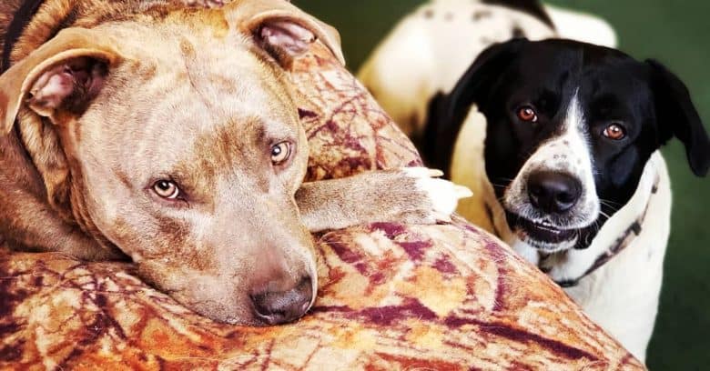 Two Pitbull Mastiff mixes, one on the couch and the other on the floor