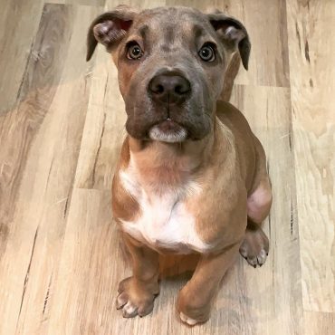 pitbull and bullmastiff mix puppies