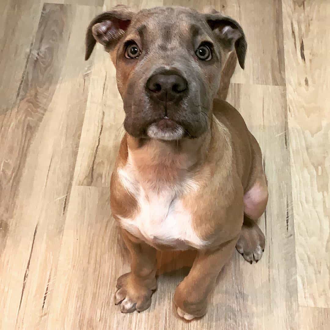 Pitbull Mastiff Mix puppy sitting on the floor. source. 